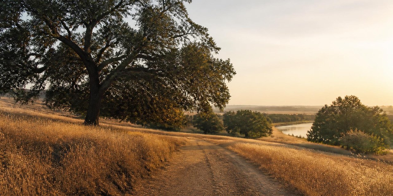 An atmospheric Central Valley landscape at golden hour: a mature valley oak above dry summer grasses, a dirt track, and a river beyond.