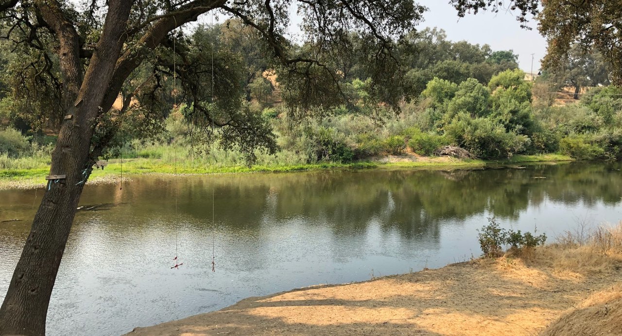 A wide bend of the Tuolumne River in summer, framed by a leaning valley oak with rope swings, green banks, and a dry sandbar.